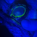 Veterinarian examining a corneal ulcer on a dog's eye with the Lumio device under fluorescein illumination