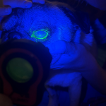 Veterinarian examining a corneal ulcer on a dog's eye with the Lumio device under fluorescein illumination