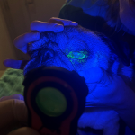 Fluorescein Eye Examination Using Lumio Device in a Dog