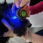 Dog’s eye illuminated with blue light from Lumio device after fluorescein application during veterinary examination