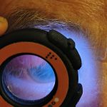 Detailed eye inspection using Lumio device during a home visit.