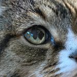 Close-up of a tabby cat's eye showing detailed iris patterns