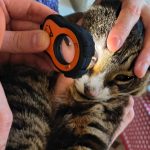Tabby cat held for an eye exam