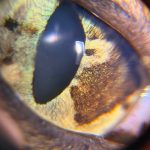 Cat’s eye viewed through Lumio lens during veterinary ocular screening