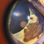 Close-up of an animal’s eye showing iris melanosis, clearly visible through the Lumio diagnostic device