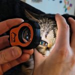 Close-up of a cat’s face during veterinary inspection with Lumio device