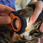 Cat’s eye under examination with Lumio magnifier in a veterinary context