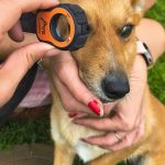 Veterinarian using Aston Vision Sciences Lumio device to examine a dog's eye