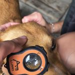 Veterinarian positioning Lumio device near a dog's eye for examination