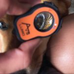 AVS Lumio device positioned near a dog’s eye for veterinary examination
