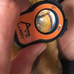 Close-up of AVS Lumio device examining a dog’s eye and surrounding tissue