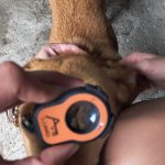 AVS Lumio device being used to examine a dog’s eye during a veterinary ophthalmic procedure.